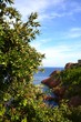Arbre massif esterel