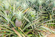 Pineapple in plant