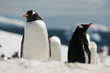 Penguins in Antarctica
