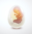 embryo in the egg