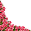 Azalea frame.