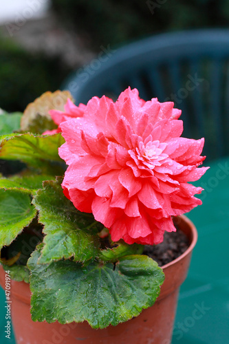 Photo: Red begonia close up Red begonia close up