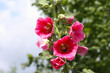 Pink mallow in the garden