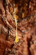 Foto: Close up of a drop of pine resin Close up of a drop of pine resin