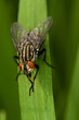 Foto: Fly sitting Fly sitting