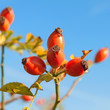 Hagebutten - Rosa canina
