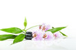 stones, bamboo and pink orchid on the white background