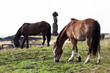 Two horses grazing in frotn of a moai in Easter Island
