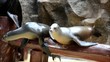 Seelöwe