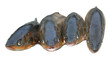 Fishes (Leuciscus brandti) 7