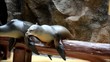 Seelöwe