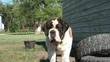 St. Bernard Dog Drooling in Sun