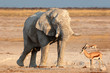 African elephant covered in mud, Etosha N/P