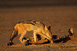 Scavenging black-backed Jackal, Kalahari desert
