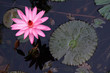 Water lily flower (Nymphaea spp.)