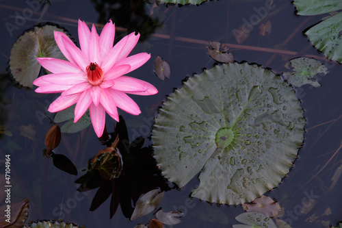 Photo: Water lily flower (Nymphaea spp.) Water lily flower (Nymphaea spp.)