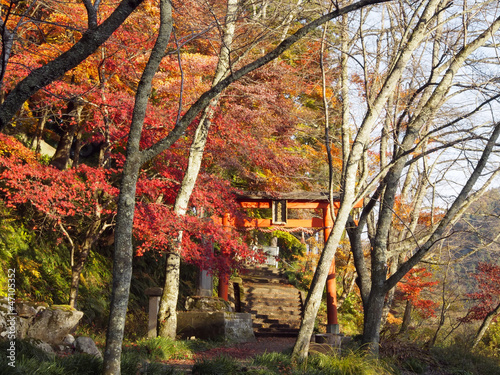 Photo: 鳥居と紅葉 鳥居と紅葉