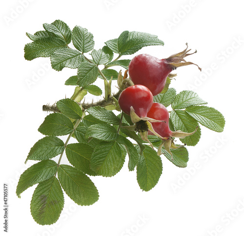 Photo: Wild rose Wild rose