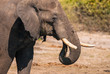 Elephant drinking