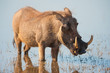 Brown hairy warthog