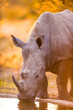 Rhinos at watering hole