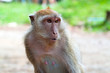 Portrait of macaque, Thailand