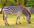 Plains zebra (Equus quagga) grazing
