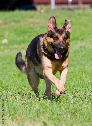 Photo: German shepherd dog German shepherd dog