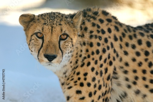 Photo: Ghepardo Ghepardo