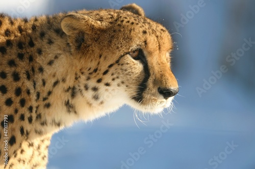 Photo: Ghepardo Ghepardo