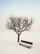 wundervolle Winterlandschaft 8, Apfelbaum und Bank