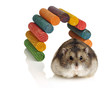 Dwarf Hamster