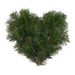 fir branches
