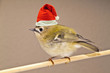 Weihnachtsgoldhähnchen