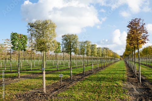 Photo: Baumschule im Herbst Baumschule im Herbst