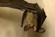 Plecotus auritus