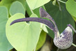 Photo: Purple flowers in winter. Northern Thailand. Purple flowers in winter. Northern Thailand.