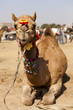 Camels for sale at the Nagaur cattle fair, Rajasthan