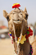 Camels for sale at the Nagaur cattle fair, Rajasthan