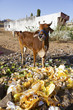 Indian waste disposal