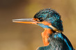 Martin Pescatore Europeo (Alcedo atthis)