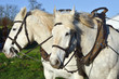Chevaux boulonnais avec un collier