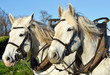Chevaux boulonnais avec un collier