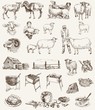 sheep breeding