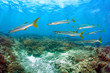 Foto: School of Barracuda fish School of Barracuda fish