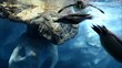 Video: Pinguine unter Wasser Pinguine unter Wasser