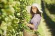 Harvesting the grape