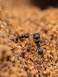 Soldier ant formica in macro