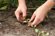 woman hands weeding the sprouts of radish