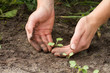 woman hands weeding the sprouts of radish